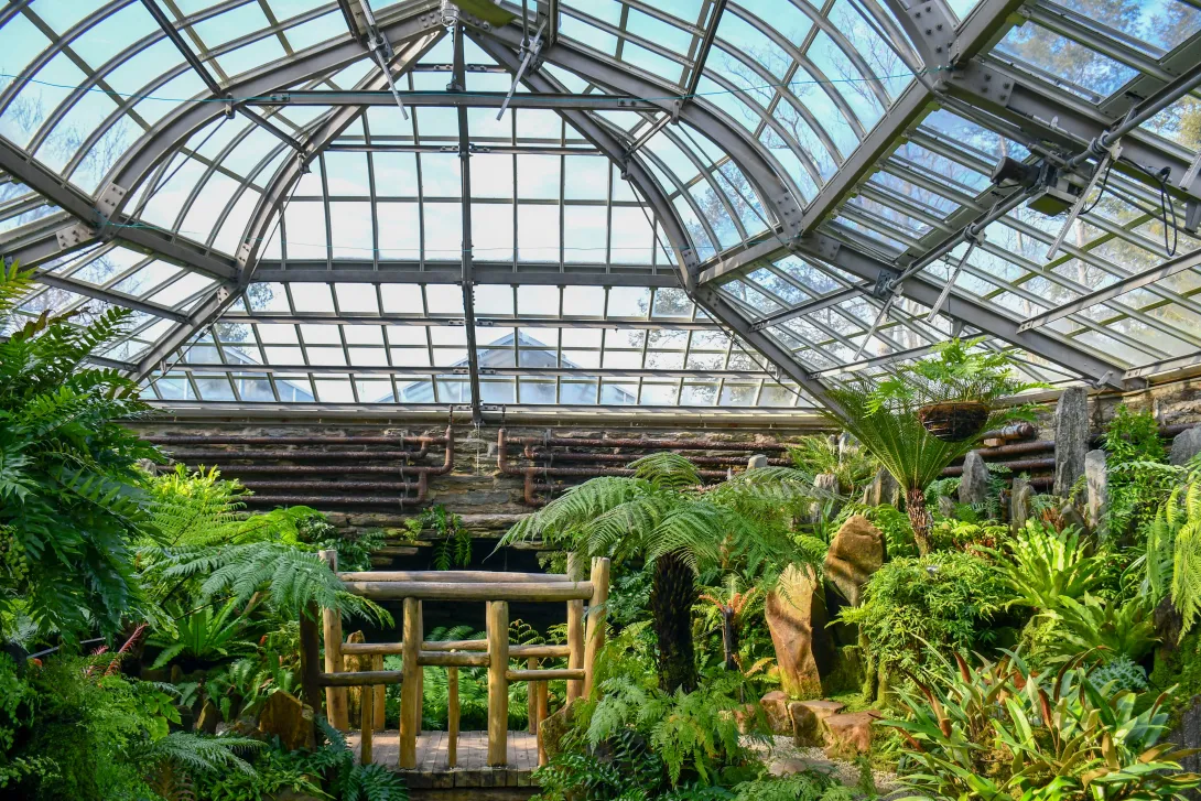 Morris Arboretum Fernery