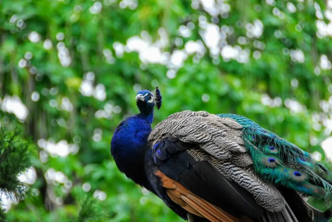 a peacock at the zoo